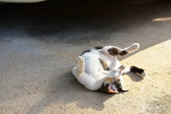 Bitirmek di sonra çimento zemin üzerinde oynayan Sevimli kedi Portresi — Stok fotoğraf