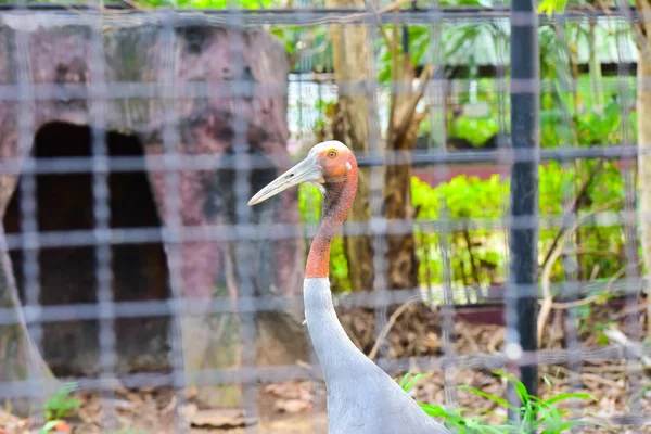 Chai Nat Thailand december 26 2019 Zie vogels bij Chai Nat Bird pa — Stockfoto