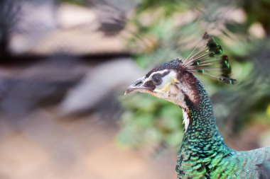 Chai NAT Tayland Aralık 26 2019 Chai NAT Bird PA at kuşlar bakın