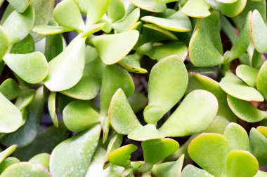 Backgroun için ev bahçesinde birçok renkli Aglaonema bitkiler