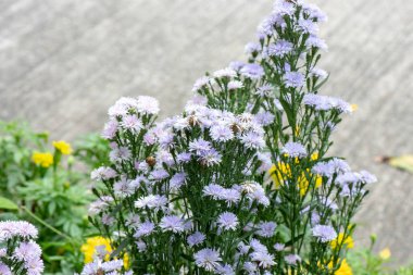 Backgroun için ev bahçesinde birçok renkli Aglaonema bitkiler