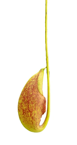 Tropical pitcher plants and monkey cups .Nepenthes,Pitfall traps — Stock Photo, Image