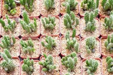 Güzel çöl kaktüs çiçek closeup 