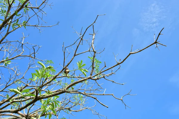 Céu azul nuvem branca fundo branco. Céu bonito e nuvens — Fotografia de Stock