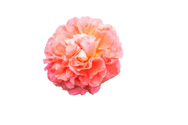 Amarillo, Rosa, blanco Rosa flor sobre fondo blanco  . — Foto de Stock