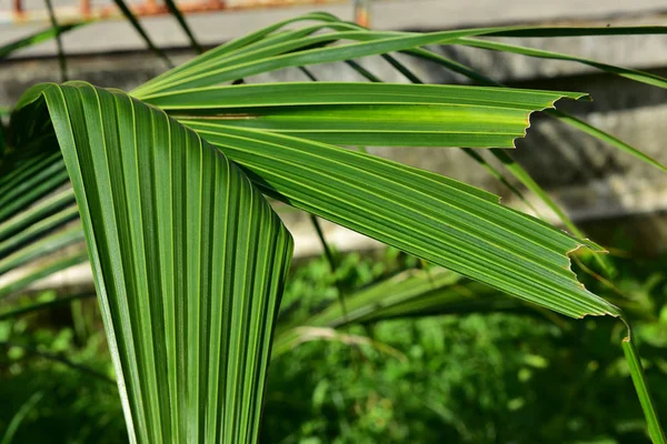 蓝天背景上的椰子树叶子。椰子树 — 图库照片
