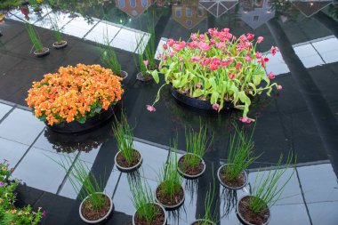 Bahçede açan çeşitli renkli laleler..