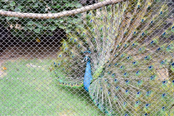 Chai nat thailand 26. Dezember 2019 siehe Vögel bei chai nat bird pa — Stockfoto