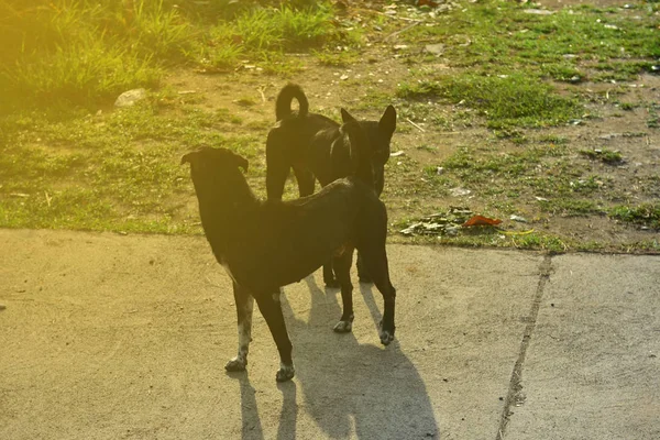 Dos perros negros están de pie para luchar entre sí en el campo y — Foto de Stock
