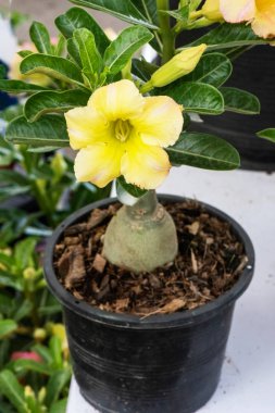 Güzel Çöl gül çiçeği Arka ev bahçesinde Blooming