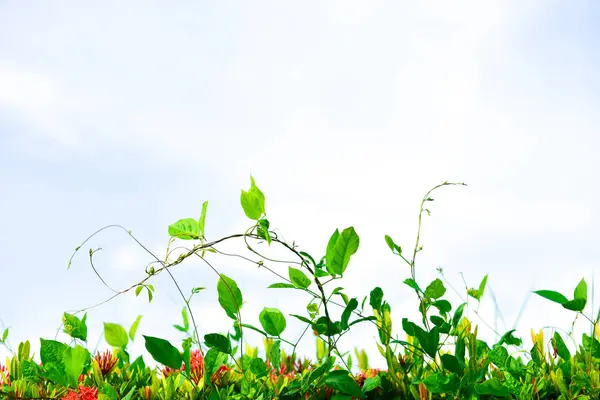 Yakın çiçek, arka plan için yeşil yaprak patten. Taze yeşil — Stok fotoğraf