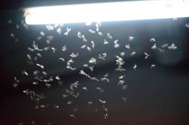 ateşte uçan güve ,gece neon ışık, bu yağmur