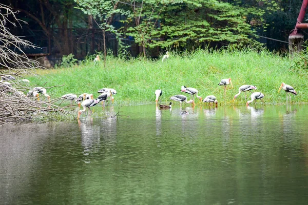 Chai nat Thailand december 26 2019 se fugle på Chai NAT Bird Pa - Stock-foto