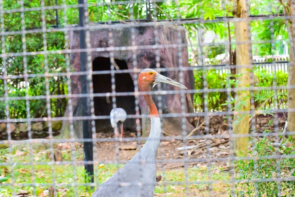 Chai nat Tailandia 26 de diciembre de 2019 ver aves en Chai NAT Bird Pa — Foto de Stock