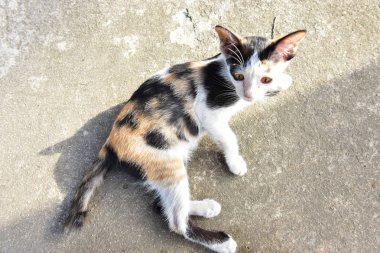 Bitirmek di sonra çimento zemin üzerinde oynayan Sevimli kedi Portresi