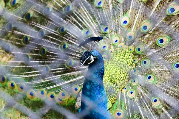 Chai nat thailand 26. Dezember 2019 siehe Vögel bei chai nat bird pa — Stockfoto