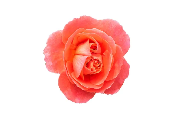 Amarillo, Rosa, blanco Rosa flor sobre fondo blanco  . — Foto de Stock
