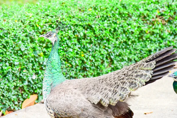 Chai Nat Thailand december 26 2019 Zie vogels bij Chai Nat Bird pa — Stockfoto