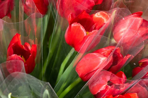 Varios tulipanes coloridos flores que florecen en un jardín. — Foto de Stock