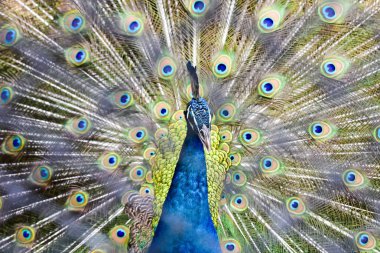 Chai NAT Tayland Aralık 26 2019 Chai NAT Bird PA at kuşlar bakın