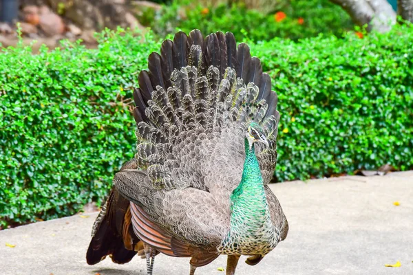 Chai NAT Thajsko Prosinec 26 2019 viz ptáci v Chai NAT Bird PA — Stock fotografie