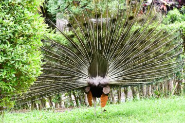 Chai NAT Tayland Aralık 26 2019 Chai NAT Bird PA at kuşlar bakın