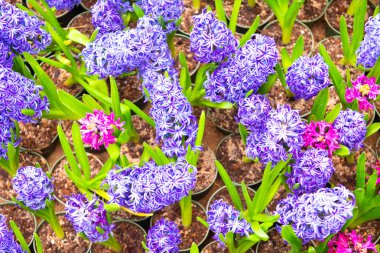 Bahçede açan çeşitli renkli laleler..