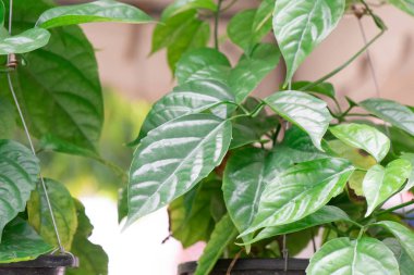 Rayong Tayland Nisan 08 2019 tanımlanamayan insanlar görmeye geliyor