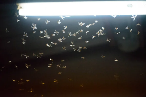 Mot vliegt in het vuur, het neon licht in de nacht tijd, het is regen — Stockfoto