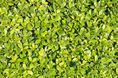 Koyu bir arka plan üzerinde dikişsiz desen yaprakları. 