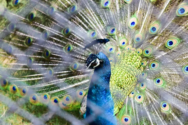 Chai nat thailand 26. Dezember 2019 siehe Vögel bei chai nat bird pa — Stockfoto