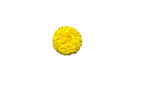 Marigold amarelo bonito isolado no fundo branco   . — Fotografia de Stock