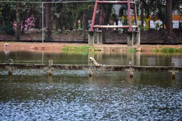 Chai nat Tailandia 26 de diciembre de 2019 ver aves en Chai NAT Bird Pa —  Fotos de Stock