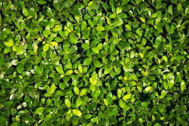 Koyu bir arka plan üzerinde dikişsiz desen yaprakları. 