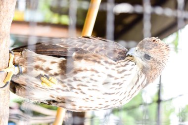 Chai NAT Tayland Aralık 26 2019 Chai NAT Bird PA at kuşlar bakın