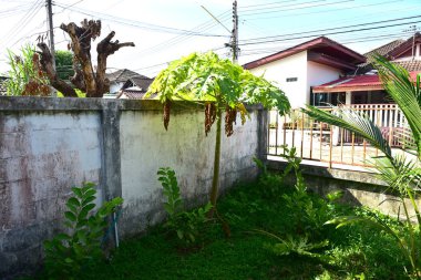 Mavi gökyüzü arka plan üzerinde hindistan cevizi ağacının yaprakları . hindistan cevizi ağacı 