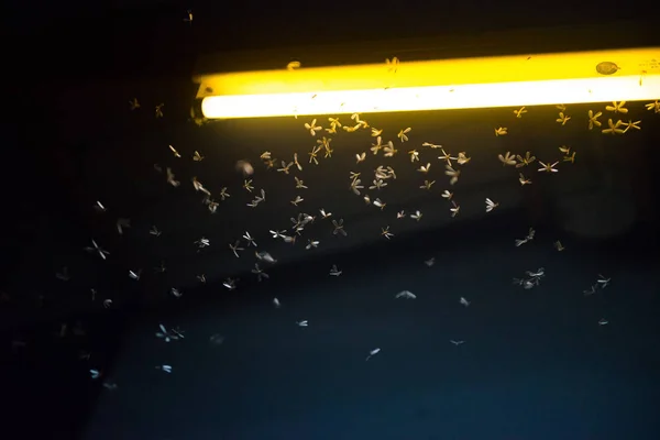 Mot vliegt in het vuur, het neon licht in de nacht tijd, het is regen — Stockfoto