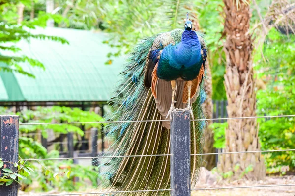 Chai nat Thaïlande 26 décembre 2019 voir les oiseaux à Chai NAT Bird Pa — Photo