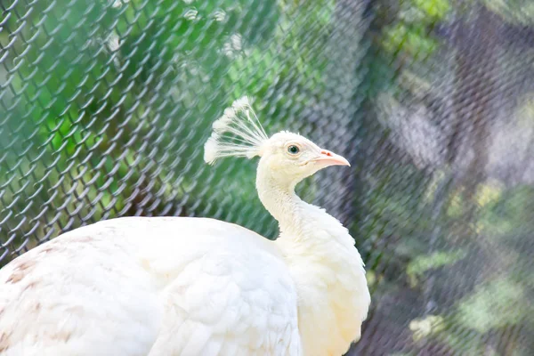 Chai NAT Thajsko Prosinec 26 2019 viz ptáci v Chai NAT Bird PA — Stock fotografie