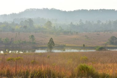 Orman manzarasında gün batımında Doğal yeşil ağaçla. Orman. Güzel Manzara.