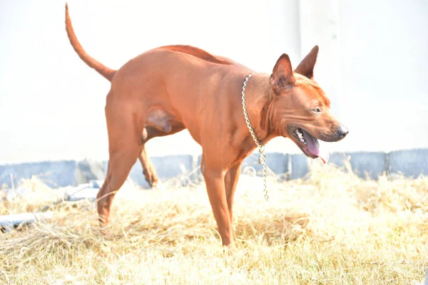 Activity Male Dog Moring — Stock Photo, Image