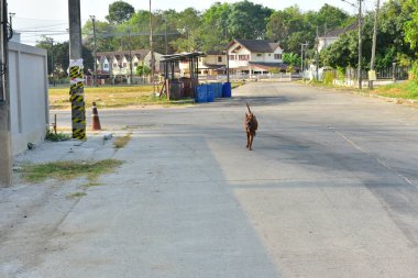 Sabahları erkek köpeğin etkinliği.