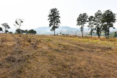 Orman manzarasında gün batımında Doğal yeşil ağaçla. Orman. Güzel Manzara.