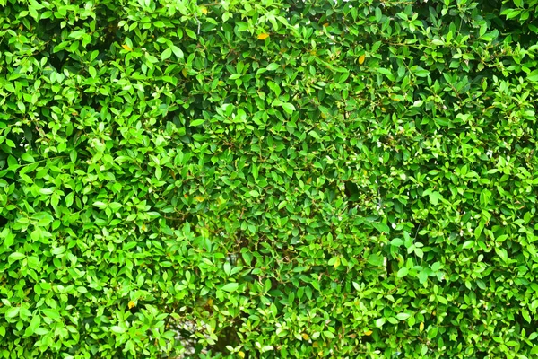 Трава Цветы Поле — стоковое фото
