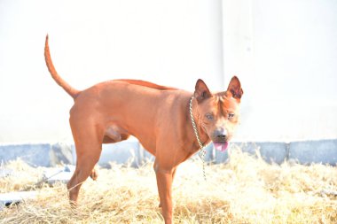 Köpek sokakta yürüyor.