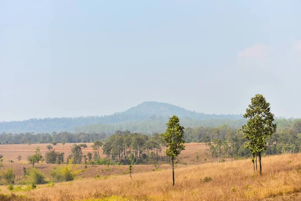 Orman manzarasında gün batımında Doğal yeşil ağaçla. Orman. Güzel Manzara.