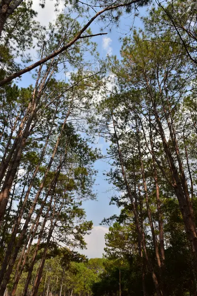 Puesta Sol Paisaje Forestal Con Árbol Verde Natural Bosque Escenario —  Fotos de Stock