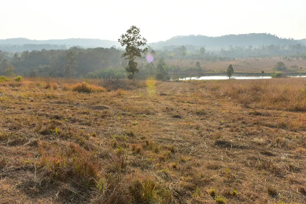 Matahari Terbenam Hutan Lanskap Dengan Pohon Hijau Alami Hutan Indah — Stok Foto