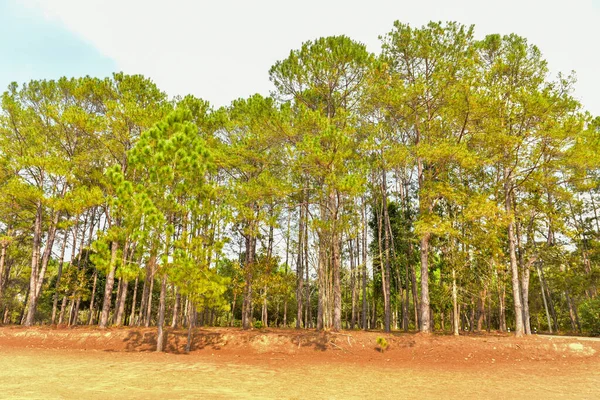 Puesta Sol Paisaje Forestal Con Árbol Verde Natural Bosque Escenario —  Fotos de Stock