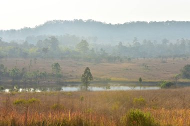 Orman manzarasında gün batımında Doğal yeşil ağaçla. Orman. Güzel Manzara.